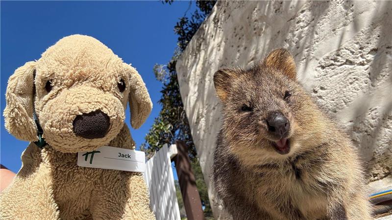 Vergessener Plüschhund Jack wird Internetstar in Australien Jack erlebt große Abenteuer - so ließ er sich mit einem einheimischen Quokka auf Rottnest Island fotografieren.