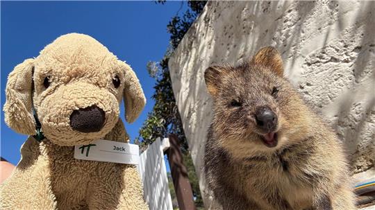 Jack erlebt große Abenteuer - so ließ er sich mit einem einheimischen Quokka auf Rottnest Island fotografieren.