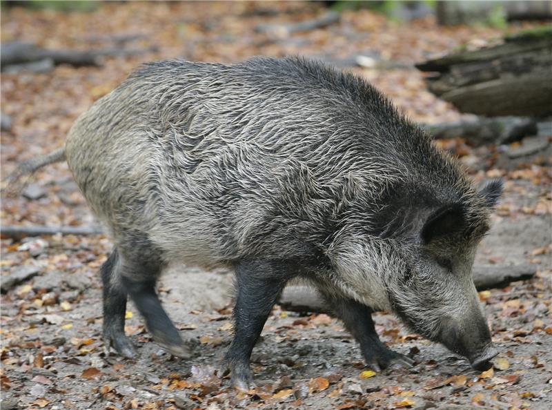 Zu viele Wildschweine in Andreasberg: Jäger greifen ein Jäger und Jagdpächter aus St. Andreasberg weisen die Einwohner eindringlich darauf hin, dass Wildschwein im Ort nicht gefüttert werden und Mülltonen möglichst verschlossen werden sollen. Foto: picture-alliance/ dpa | Fredrik von Erichsen