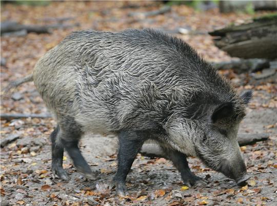 Jäger und Jagdpächter aus St. Andreasberg weisen die Einwohner eindringlich darauf hin, dass Wildschwein im Ort nicht gefüttert werden und Mülltonen möglichst verschlossen werden sollen. Foto: picture-alliance/ dpa | Fredrik von Erichsen