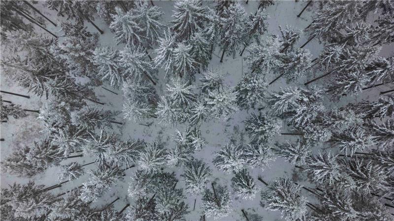 Jäger und Waldbesucher im Landkreis Leer sollen momentan besonders auf die Wildtiere achten. (Symbolbild)