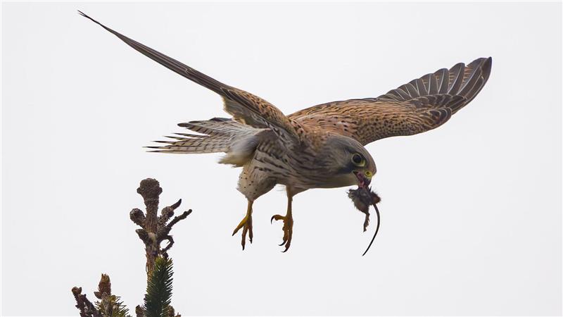 Jagderfolg - Turmfalke mit Maus in Sieversdorf