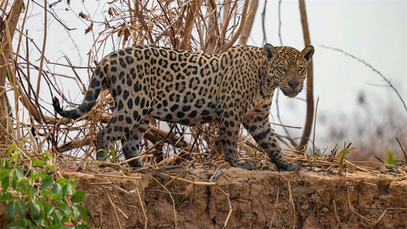 Jaguare in Brasilien sind laut UN ein Beispiel für eine Erfolgsgeschichte beim Schutz und Wiederaufbau von Ökosystemen.