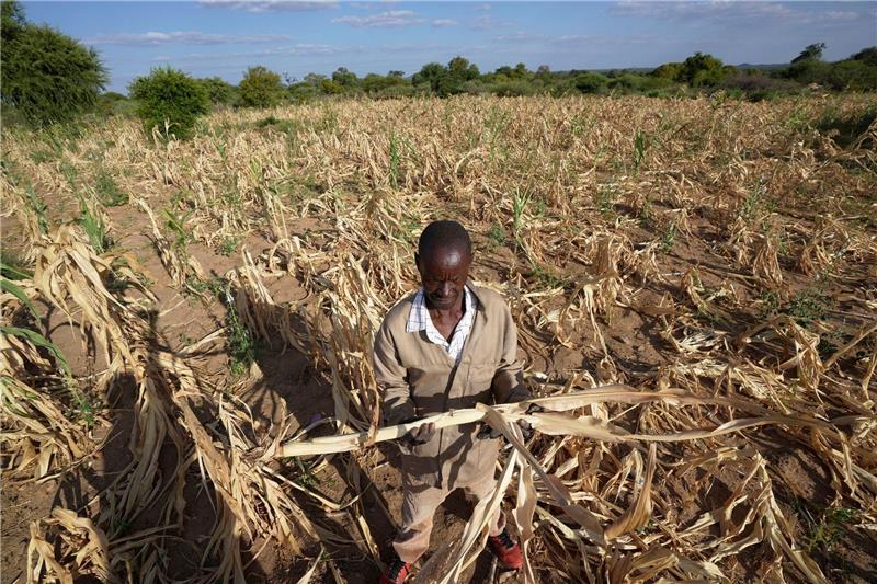 Dürre im Süden Afrikas bedroht 24 Millionen Menschen James Tshuma, ein Bauer im Südwesten Simbabwes, im März 2023 inmitten seines ausgetrockneten Feldes.