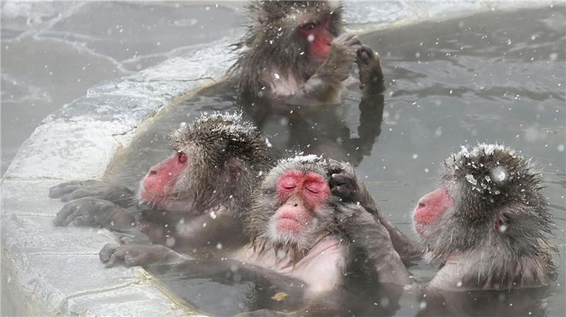 Japanische Affen baden in einer Freiluft-Thermalquelle im Tropischen Botanischen Garten von Hakodate.