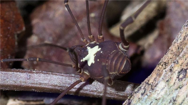 Je nach Art unterscheiden sich die weißen Muster auf den Rücken der Tiere.