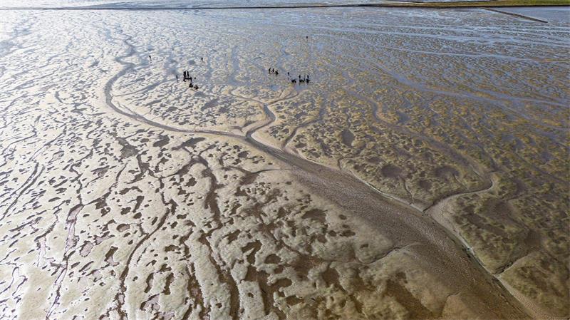 Je nach Ort ist der Wattenmeerboden verschieden - es gibt, Sand-, Schlick- und Mischwatt. (Archivbild)