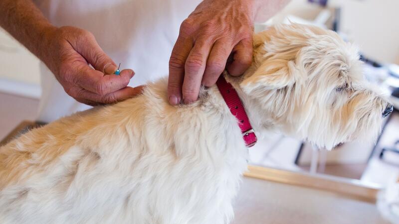 Checkliste: 7 Punkte für einen entspannten Urlaub mit Hund Je nach Reiseziel sollten Tierhalter die Impfung nicht vergessen.