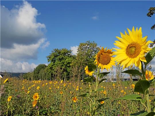 Jeder Sommer hat auch seine schönen Tage mit blauem Himmel über leuchtend gelben Sonnenblumen. Foto: GZ-Archiv