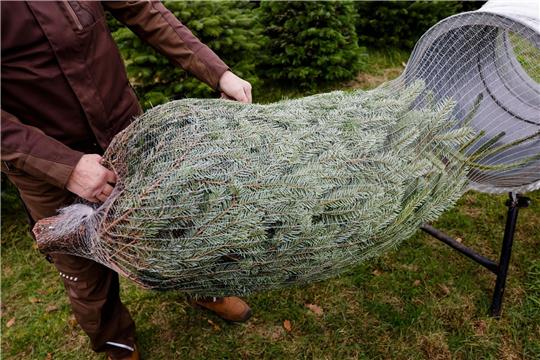 Jedes Jahr werden in Deutschland etwa 27 Millionen Weihnachtsbäume verkauft.