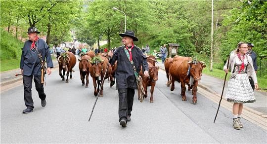 Jens Herberger (Mitte) und seine Frau Franzi führen die 22 Tiere durch Wildemann, begleitet von Einwohnern, Gästen und Vereinen. Foto: Neuendorf
