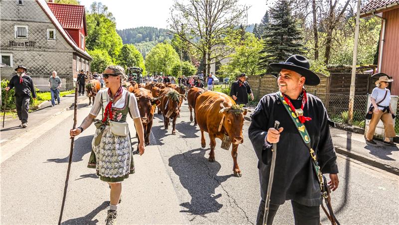 Jens und Franziska Herberger führen das Harzer Höhenviek beim Viehaustrieb zu Pfingstsonntag durch Wildemann.