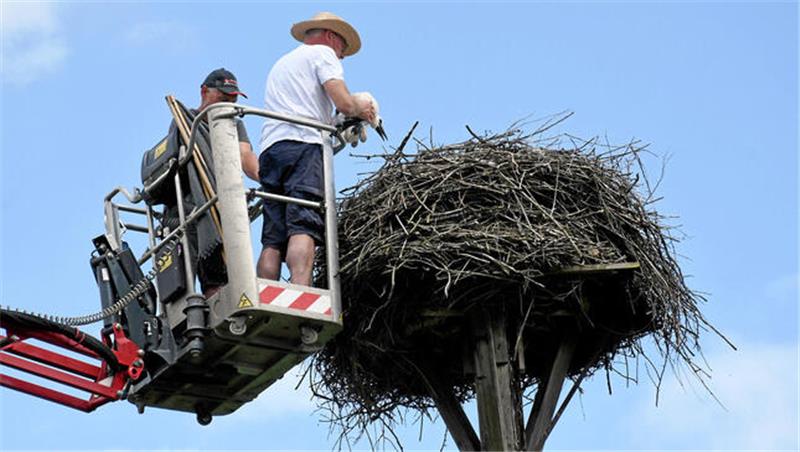 Trockenheit im Frühjahr: Gefahr für den Storchennachwuchs? Jetzt geht es wieder zurück ins Nest: Per Arbeitsbühne führt Ralf Isensee zum Storchenhorst empor, um das Jungtier zurückzusetzen.