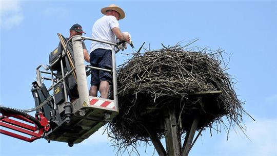 Jetzt geht es wieder zurück ins Nest: Per Arbeitsbühne führt Ralf Isensee zum Storchenhorst empor, um das Jungtier zurückzusetzen.