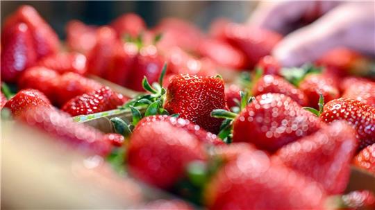 Jetzt gibt es Erdbeeren so günstig wie nie in der Saison. (Archivbild)