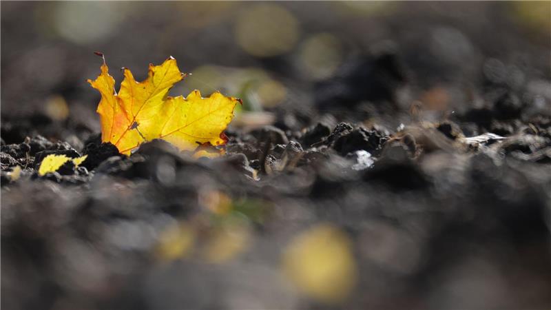 Bilder des Tages Jetzt kommt die goldene Herbsteszeit: Ein verfärbtes Blatt liegt auf einem Acker in Baden-Württemberg.