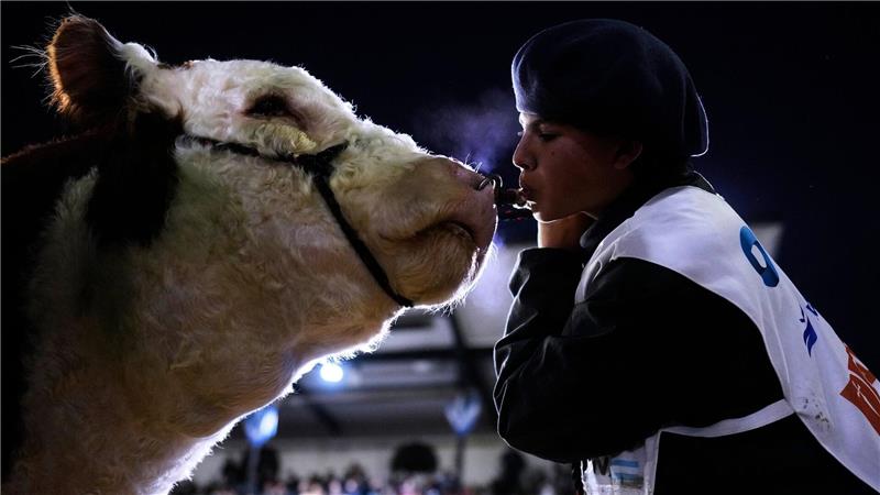 Bilder des Tages Joaquin Romero bläst einer Hereford-Kuh Luft ins Gesicht, um sie während einer Vorführung auf einer Viehauktion bei der jährlichen Landwirtschafts- und Viehzuchtausstellungen auf stressarme Weise zu beruhigen.