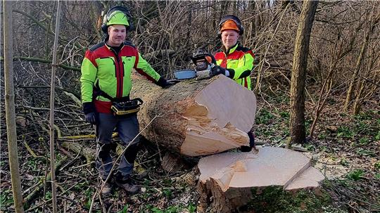 Zwei Männer stehen an einem gefällten Baumstamm, einer hält einer Motorsäge.