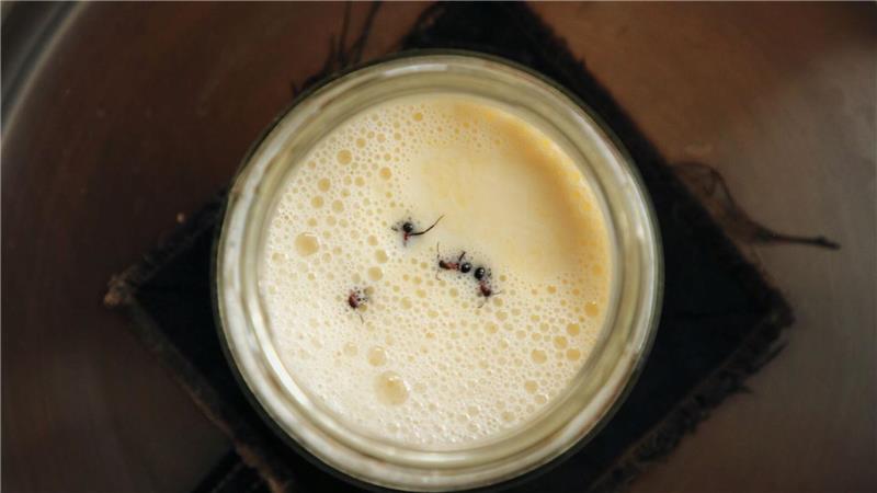 Joghurt-Rezept einmal anders: Man nehme vier Ameisen...