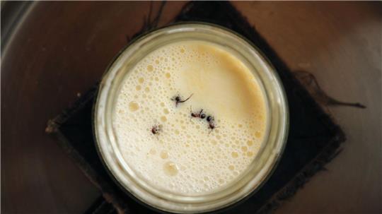 Joghurt-Rezept einmal anders: Man nehme vier Ameisen...