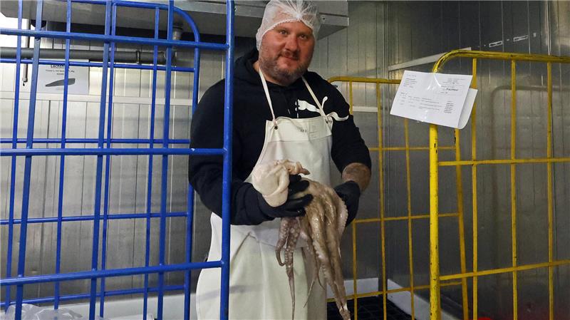 Wie der Fisch aus Bremerhaven im Goslarer Kühlhaus landet Johannes Wunderlich prüft die Qualität der Ware, hier einen frischen Tintenfisch.
