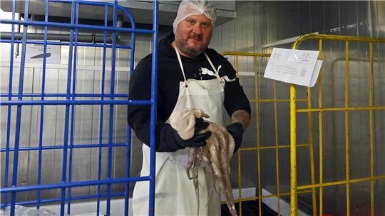 Wie der Fisch aus Bremerhaven im Goslarer Kühlhaus landet Johannes Wunderlich prüft die Qualität der Ware, hier einen frischen Tintenfisch.