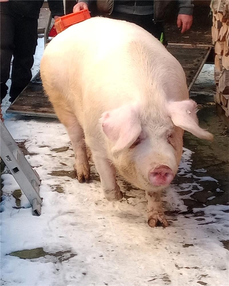 Hausschlachtungen: Jolante bringt 370 Kilo auf die Waage Jolante auf dem Weg zum „Schafott“. Fotos: Leifeld
