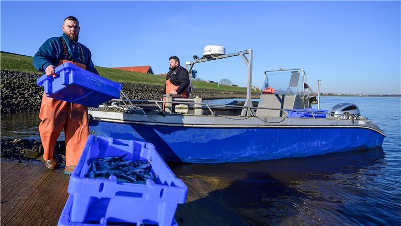 Jonas (l) und Per-Willem Grube beim Stintfang an der Elbe. 