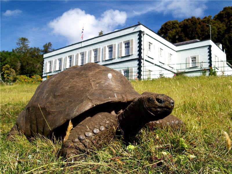Älteste Schildkröte der Welt feiert 190. Geburtstag Jonathan im Garten der Gouverneurs-Residenz auf der Insel St. Helena.