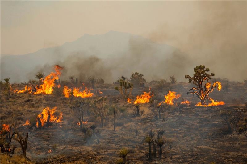 Feuer in kalifornischer Mojave-Wüste Joshua-Bäume brennen während des York-Feuers im Mojave National Preserve.