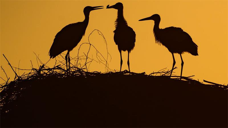 Junge Störche stehen am frühen Morgen in ihrem Nest auf einem Strommast in Brandenburg.