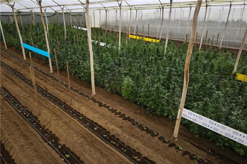 Mit hohen Renditen für Cannabis-Pflanzen gelockt: Razzia Junge und ältere Cannabispflanzen wachsen in einem Gewächshaus, in der Cannabis für medizinische Zwecke angebaut wird.