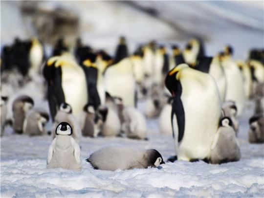 Junge und ausgewachsene Kaiserpinguine einer Kolonie in der Antarktis.