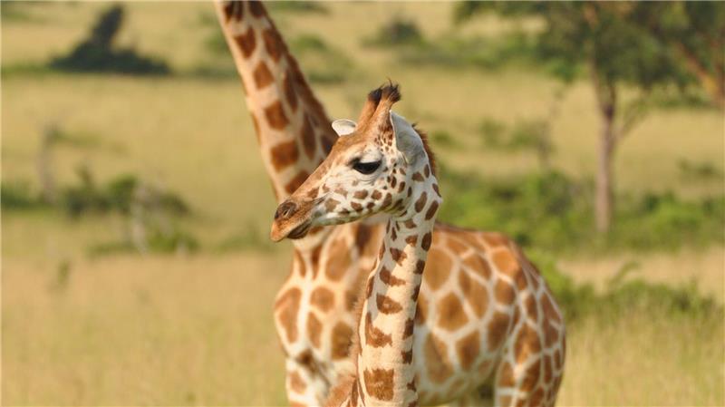 Jungtier und Mutter einer Nord-Giraffe