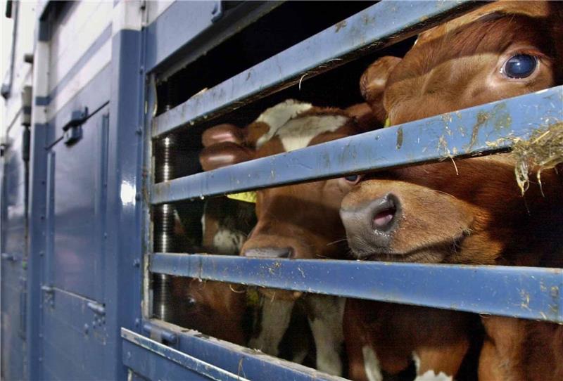 Kälber werden auf einem LKW transportiert.