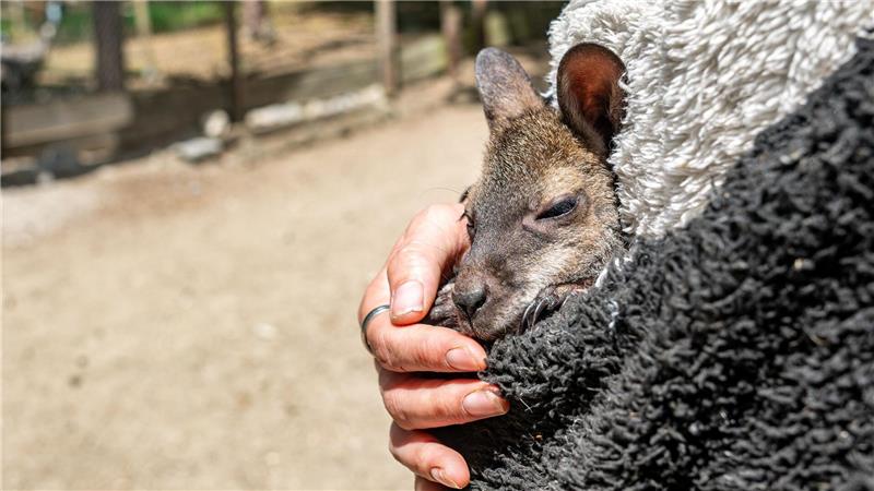 Känguru Elli schaut aus dem Pulli von Tierpark-Chefin Nicole Hoffmeister. Sie zieht das verwaiste Jungtier groß.