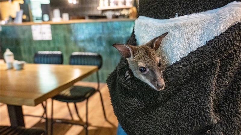Känguru-Jungtier Elli guckt neugierig aus der Pullover-Tasche.