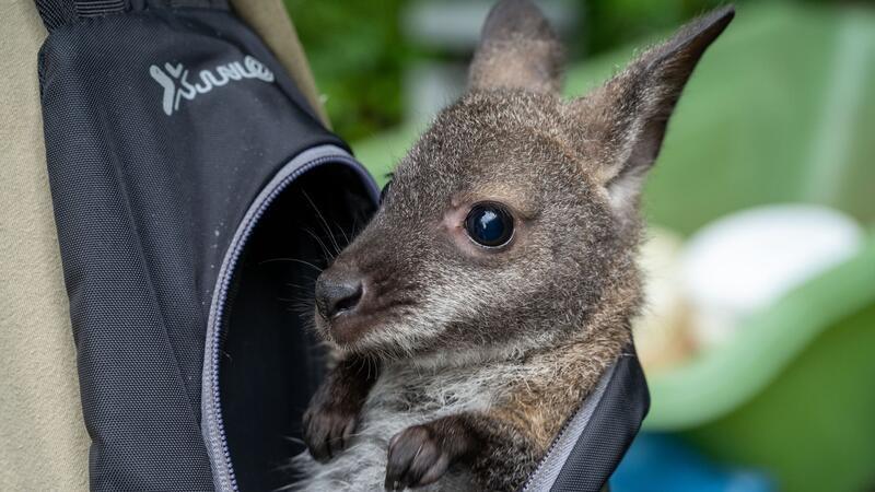Känguru Mathilda schaut aus dem Rucksack von Tierpflegemeister Schneider heraus.