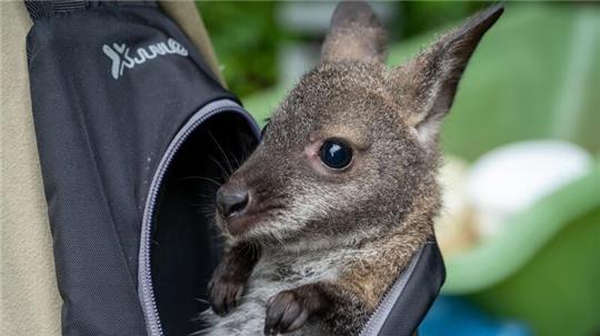 Känguru Mathilda schaut aus dem Rucksack von Tierpflegemeister Schneider heraus.