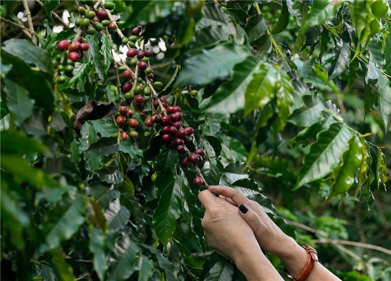 Empfindliche Bohnen: Wie der Klimawandel dem Kaffee zusetzt Kaffeebeeren werden auf der Plantage des Biologischen Instituts geerntet.