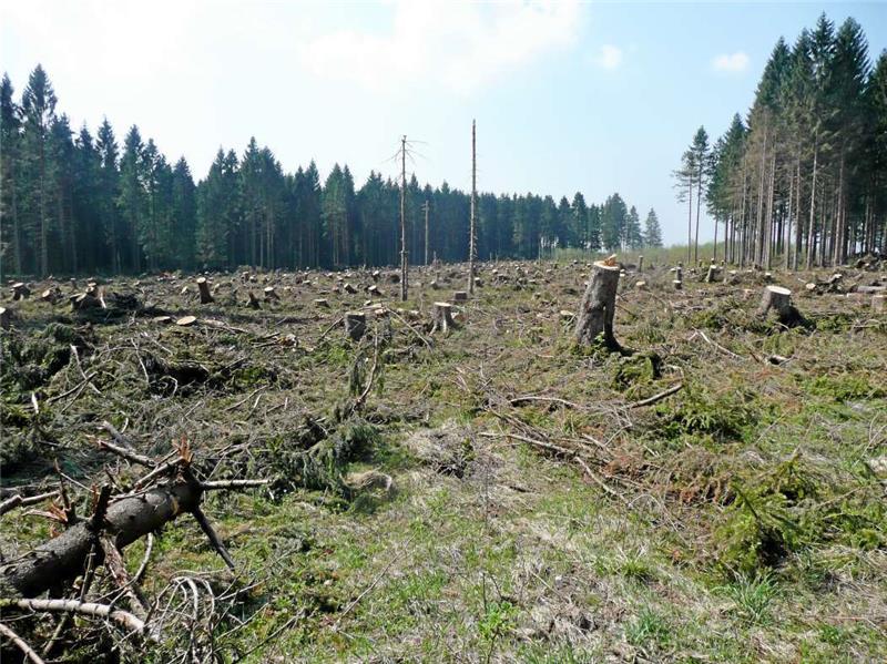 Kahles Waldgebiet nach dem Windwurf durch Sturmtief „Friederike“ an der Harzhochstraße (B 242) östlich von Clausthal.