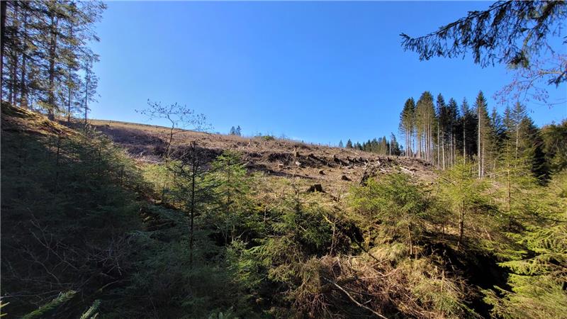 Kahlflächen wie diese finden sich derzeit noch überall im Harz. Hier hat in der Regel der Borkenkäfer gewütet. Statt erneut Fichten, werden auf diesen Flächen nun Laubbäume gepflanzt.