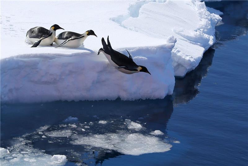 Umweltschützer: Kaum Fortschritte bei Antarktis-Tagung Kaiserpinguine in der Antarktis.