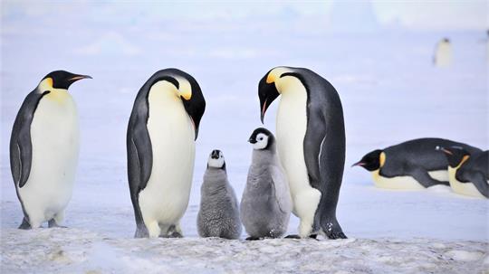 Kaiserpinguine mit Küken. 