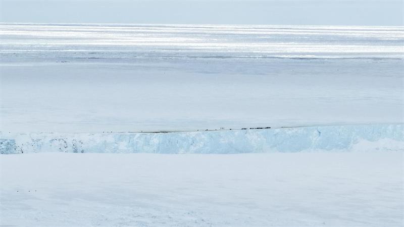 Kaiserpinguine sammeln sich am oberen Rand einer „Klippe“ des Eisbergs, während sie versuchen, mit Nahrung zur Kolonie zurückzukehren. 