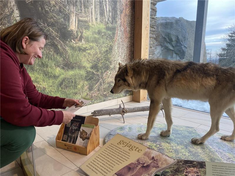 Eine Frau hockt vor einem präparierten Wolf.