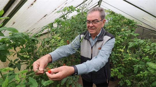 Ein Mann erntet in einem Gewächshaus Tomaten.