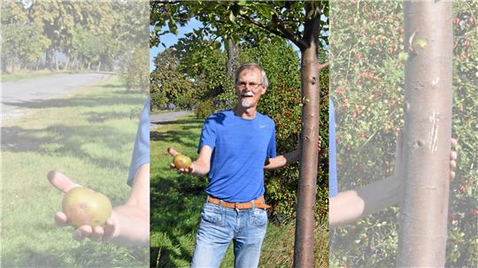 Karsten Färber hat zwar noch einen Apfel gefunden, doch die Bäume seiner Verbraucher-Erzeuger-Gemeinschaft wurden von Dieben abgeerntet. Foto: Roß