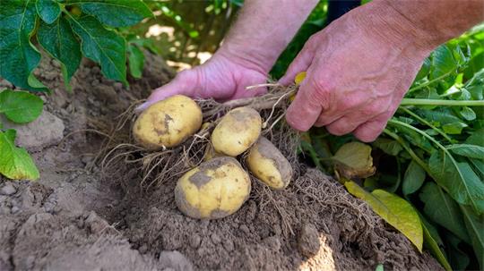 Kartoffelpflanzen werden auf einem Versuchsfeld kontrolliert.