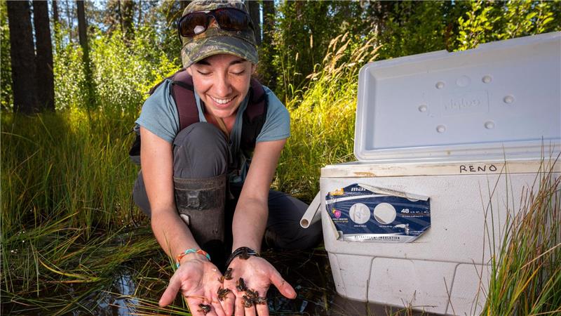 Forschung extrem: Schwarzlicht-Frösche und eisige Einsamkeit Kate Belleville vom California Department of Fish and Wildlife hält winzige Frösche in ihren Händen.